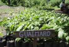 arbol-guaimaro-alimento-bovino