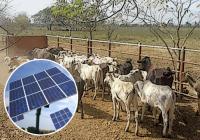 Reses, carneros, implementos de finca y hasta paneles solares se han robado de predios ganaderos en La Guajira. Foto: CONtexto ganadero