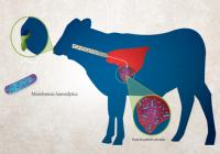 El CRB se presenta por las disposiciones anatómicas y morfológicas del bovino así como factores climáticos que reducen sus defensas. Foto: www.arandalab.com.mx.