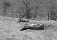 Por cuenta del verano ya se han empezado a reportar muertes de animales en el Bajo Cauca. Foto: CONtexto Ganadero.