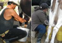 Las mujeres son más delicadas y rigurosas con la rutina de ordeño. Los hombres ordeñan bien, pero descuidan el tema de la higiene. Foto: CONtexto Ganadero.