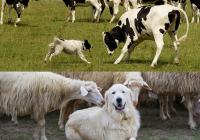 Expertos expresaron sus opiniones sobre la pertinencia de tener perros en hatos bovinos y ovinos. Foto: http://tratarbien.com.mx / http://www.lacuarta.com.