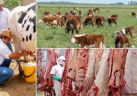 Es primordial que los productores antes de iniciar su empresa ganadera establezcan a donde quieren llegar. Foto: CONtexto Ganadero.