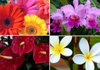 Entre las opciones están las hortensias, los claveles y las flores exóticas. Foto: www.presenteverde.com.