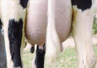 La mastitis es una enfermedad que se puede prevenir, dándole el manejo adecuado al hato de leche. Foto: saluddelaubrebovina.blogspot.com