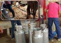 as vacas que concursaron provenían de fincas del Socorro, Guapotá y Oiba. Foto: CONtexto ganadero.